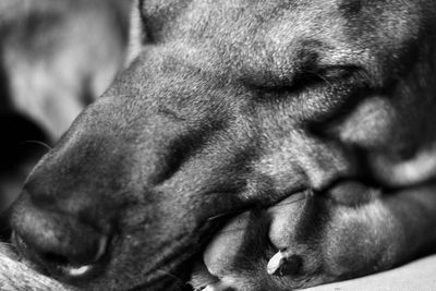 Close-up of dog