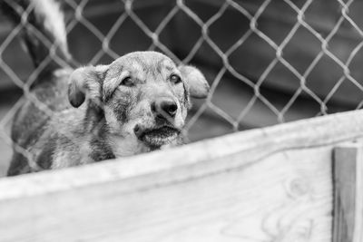 Close-up portrait of a dog