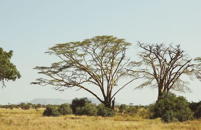 Trees on field against clear sky