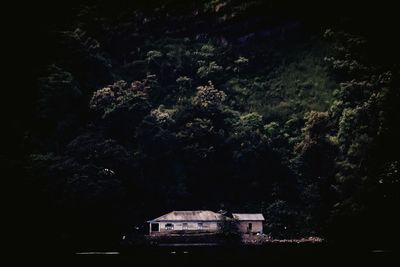 View of trees at night