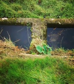 Plant growing in water