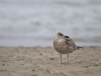 Close-up of bird perching on sand at beach