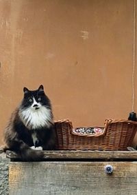 Portrait of a cat sitting on wood against wall