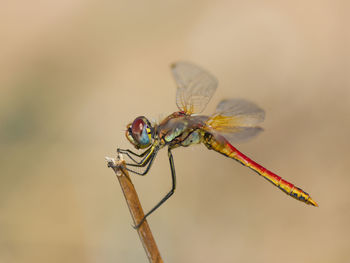 Close-up of dragonfly on twig