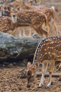 Close-up of deer