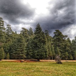 Pine trees on field against sky