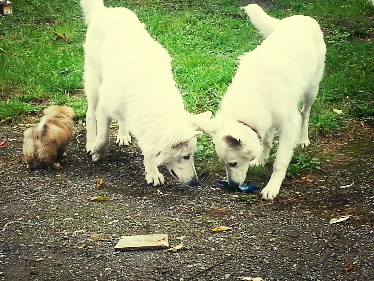 domestic animals, animal themes, mammal, pets, dog, high angle view, white color, one animal, grass, field, two animals, standing, livestock, day, full length, outdoors, pet leash, walking, street, nature