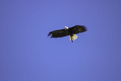 Low angle view of bird flying in sky