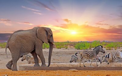 Elephants walking on field against sky during sunset