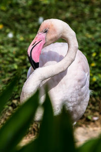 Close-up of a bird