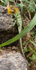 Close-up of plant