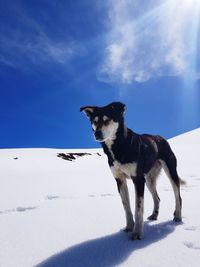 Dog standing on snow covered field against sky