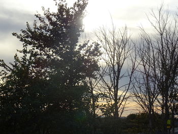 Silhouette trees against sky during sunset