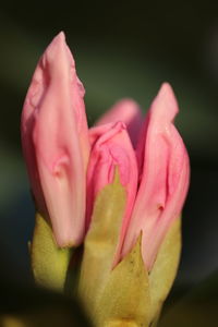 Close-up of pink rose flower