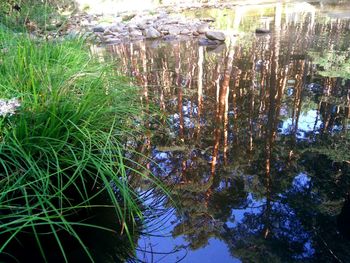 Reflection of plants in lake