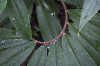 Full frame shot of plant