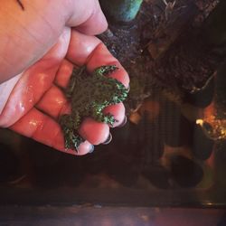 Close-up of hand holding turtle