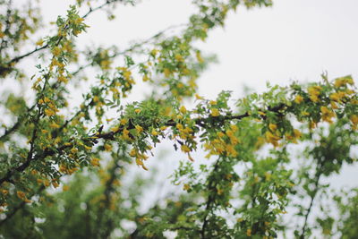 Low angle view of plants against sky