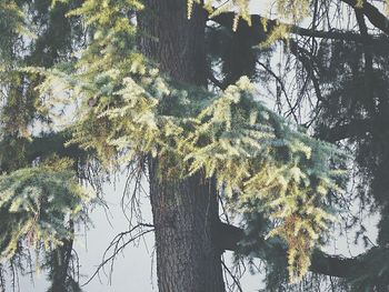 Low angle view of trees in forest during winter