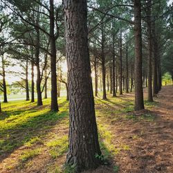 Scenic view of green landscape