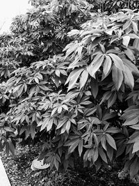 Close-up of leaves on field