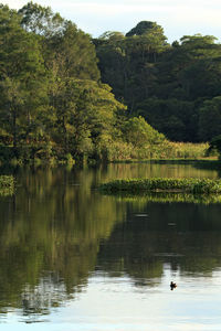 Scenic view of lake by trees against sky