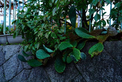 Close-up of fresh green plants