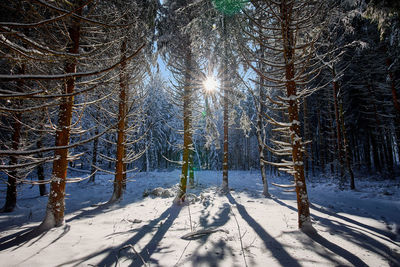 Snow covered trees in forest