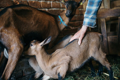 Baby brown goat drinking milk from mother