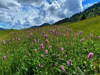 Scenic view of pink flowering plants on field against sky