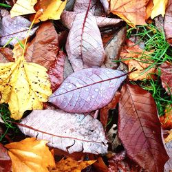 Close-up of maple leaves
