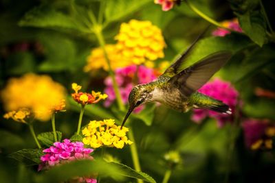 Close-up of hummingbird on pink flower