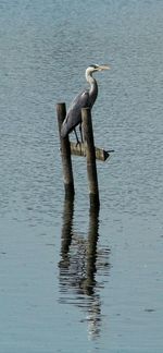 Seagull on wooden post in lake