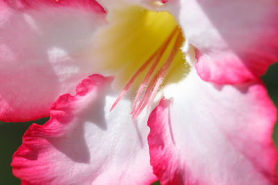 Close-up of pink rose