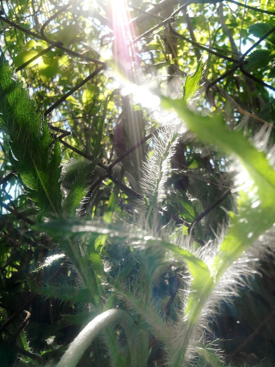 tree, sunbeam, sun, sunlight, growth, lens flare, low angle view, branch, nature, green color, sunny, beauty in nature, tranquility, leaf, bright, day, scenics, outdoors, tree trunk, palm tree