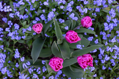 Close-up of purple flowering plants