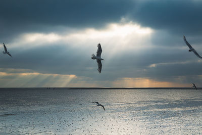 Seagull flying over sea against sky