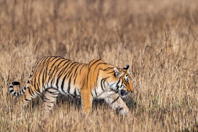 Tiger in a grass