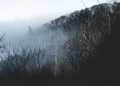 Trees against sky during foggy weather