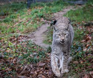 Close-up of cat on field