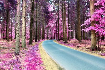 Road amidst trees in forest