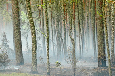 Pine trees in forest