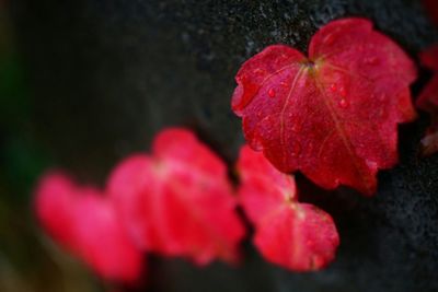 Close-up of pink flower