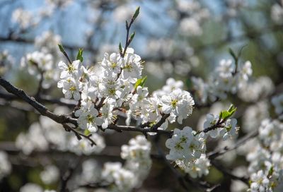 Branches of a cherry tree blooming with white flowers on a clear sunny day. artistic photo. closeup.