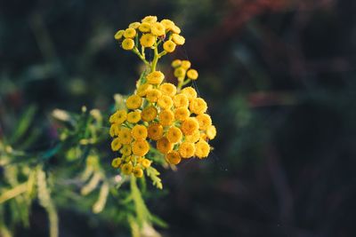 Close-up of yellow rose blooming outdoors