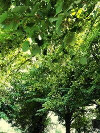 Low angle view of trees