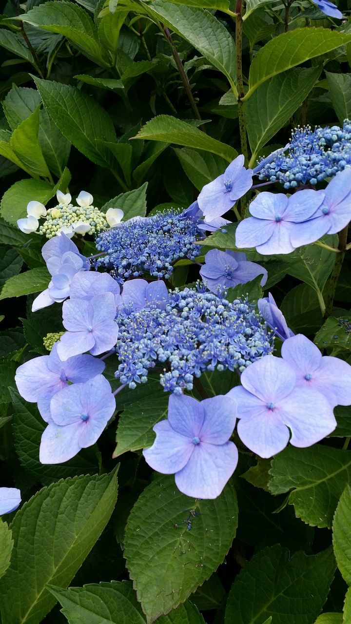 flower, freshness, leaf, purple, fragility, growth, beauty in nature, petal, plant, hydrangea, close-up, nature, flower head, blue, green color, blooming, season, water, drop, in bloom