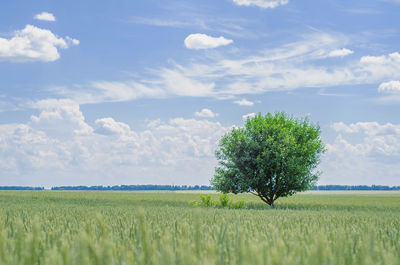 Scenic view of agricultural field against sky