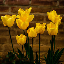 Close-up of tulips