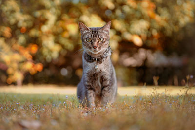 Portrait of cat on grassy field